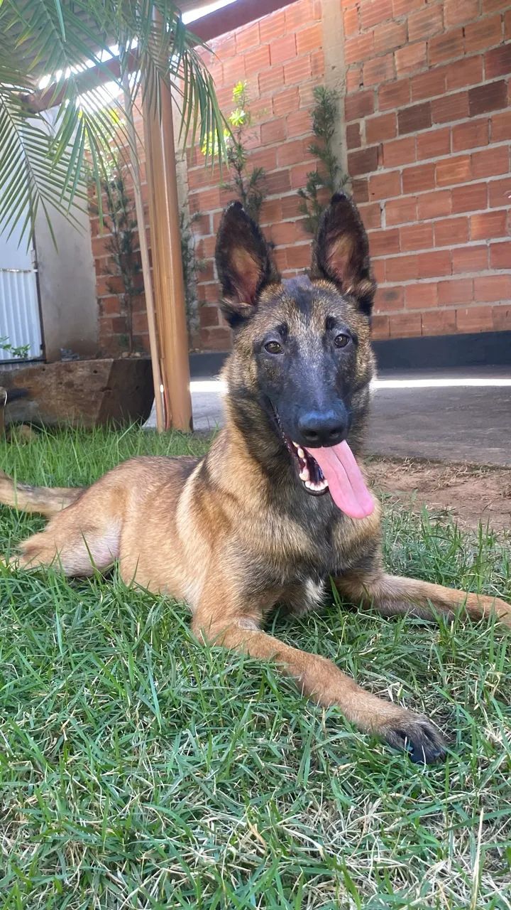 Cobertura de cachorro - Foto 2