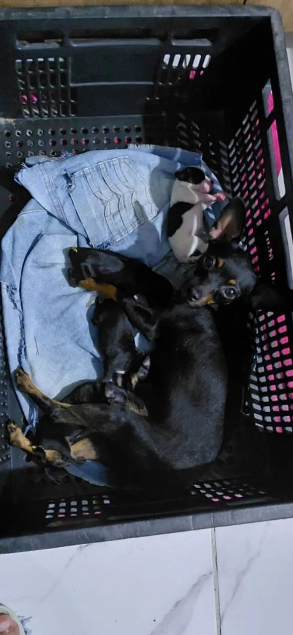 Filhote de pinscher  - Foto 3