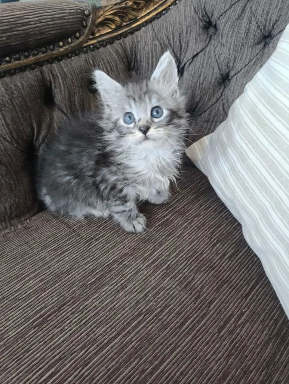 Belíssimo Macho Maine Coon  - Foto 2