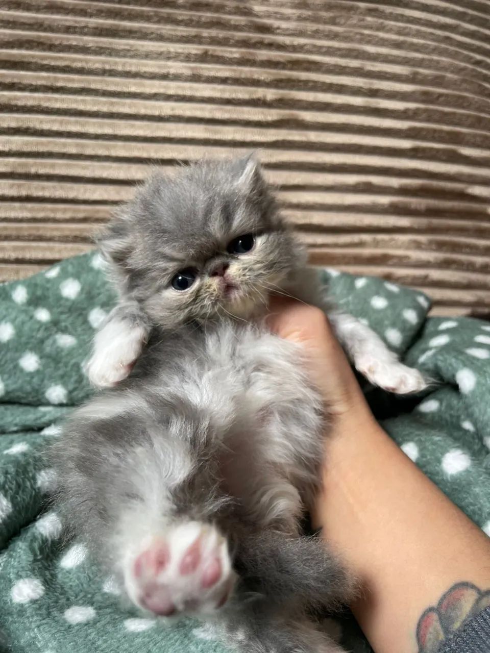 persa machinho bicolor pra reserva 