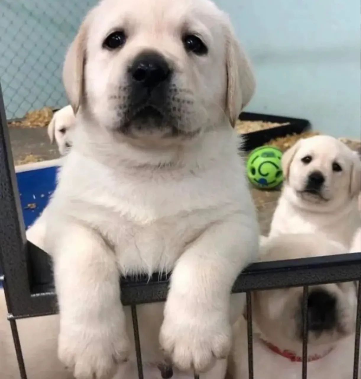 Labrador , Saúde e qualidade garantida!!