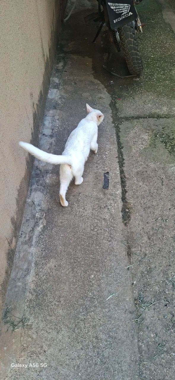 GATINHA  - Foto 5