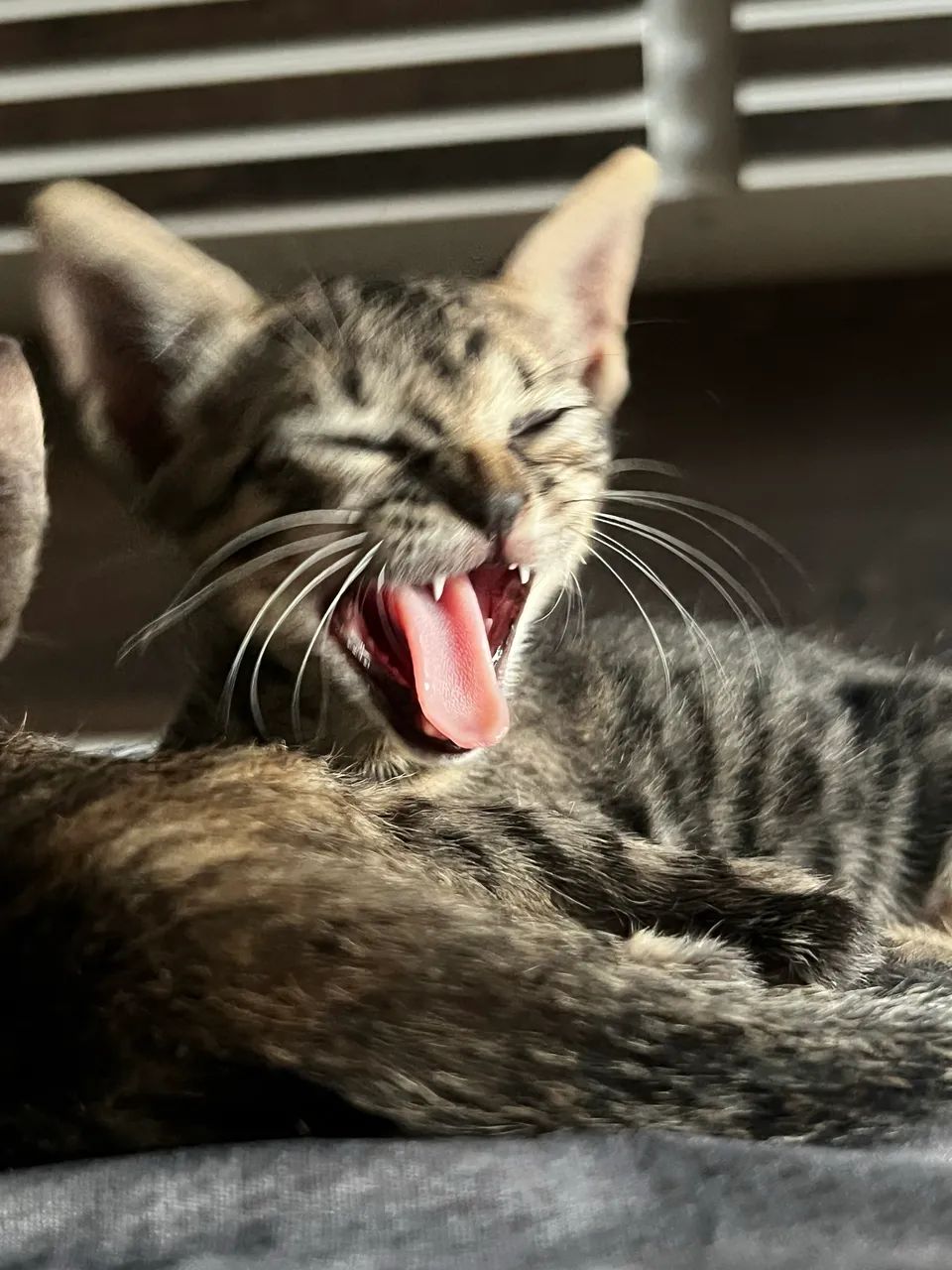 Estou doando esses gatinhos  - Foto 4