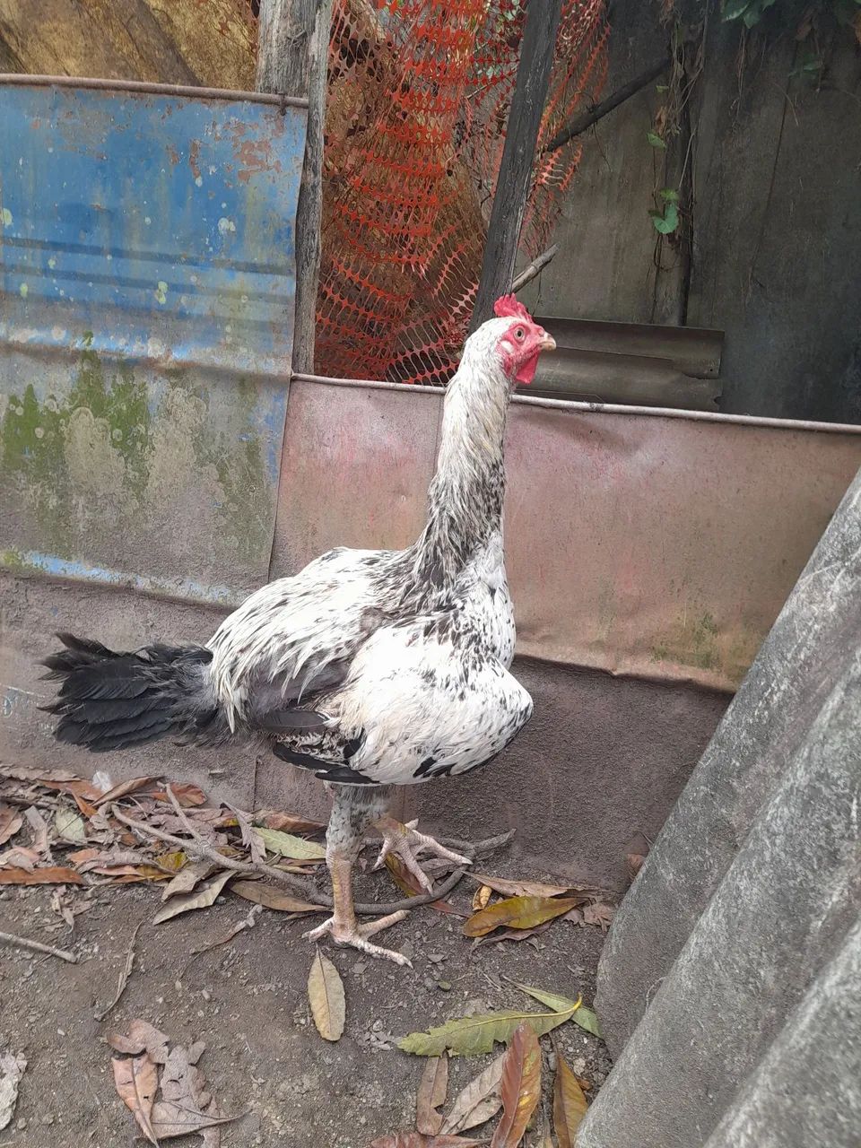 Frango  - Foto 3