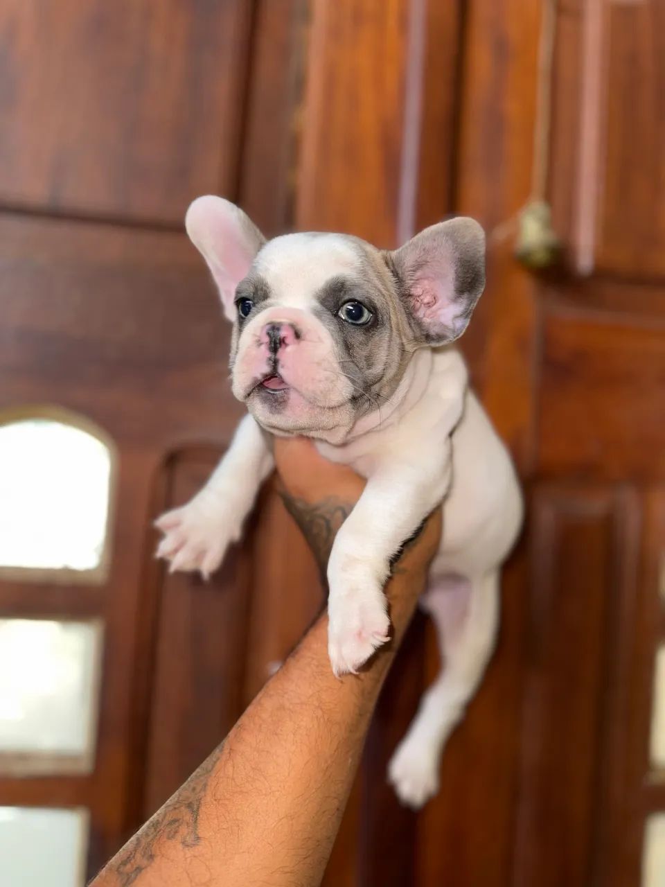 Bulldog francês  - Foto 2