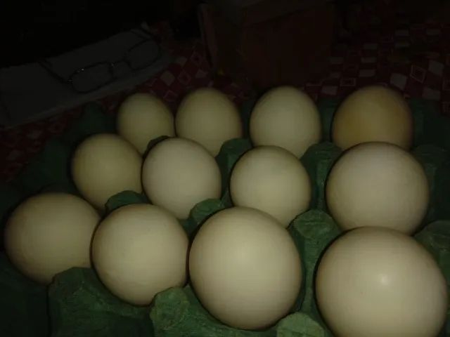 Ovos de patas / ZL - Foto 3