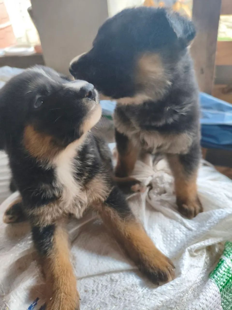 Cachorros pastor alemão  - Foto 3