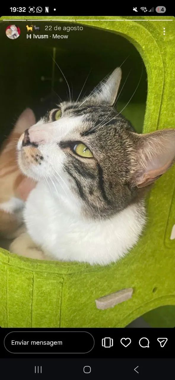 Gato macho ADOÇÃO  - Foto 2