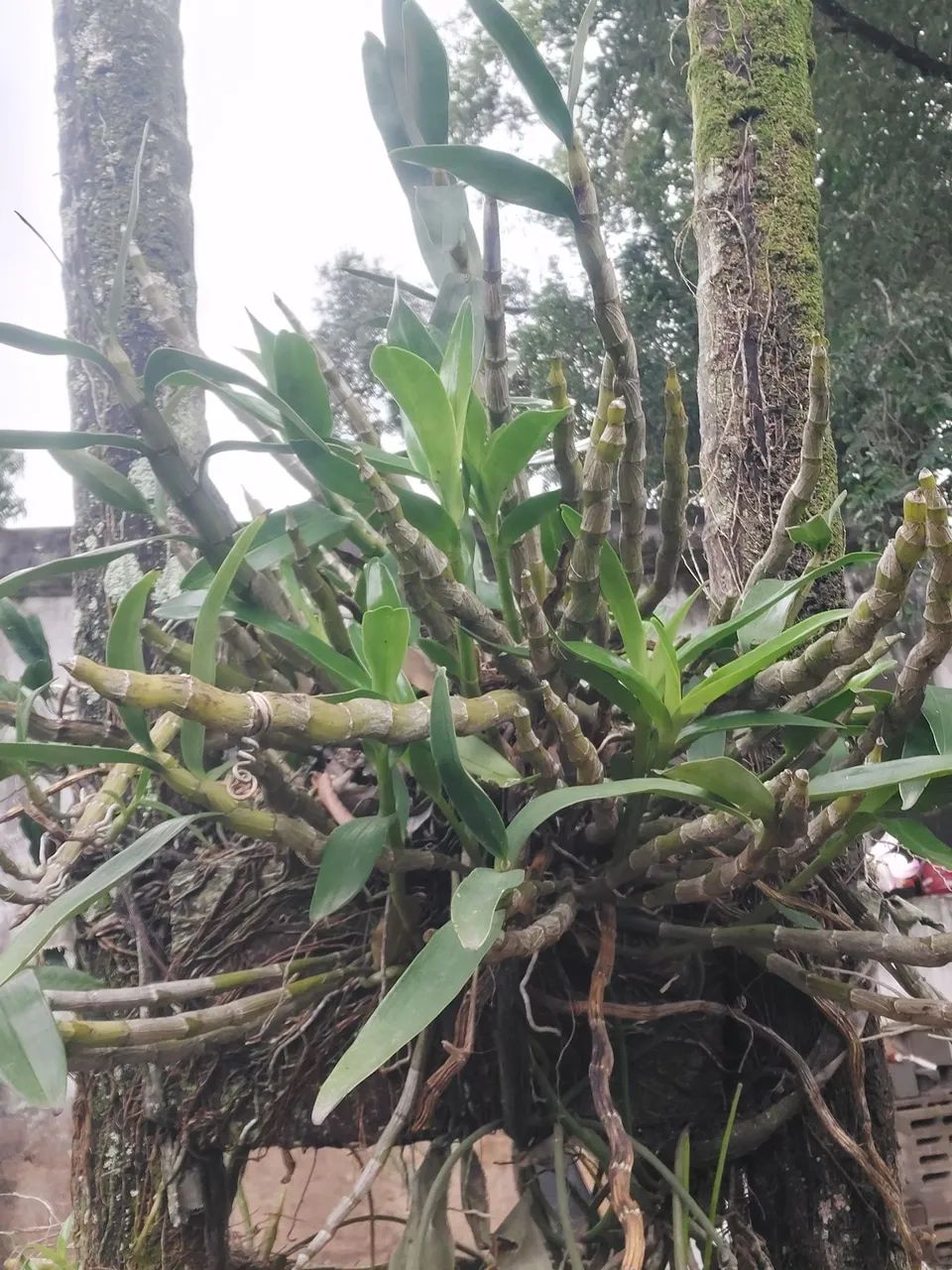 Orquídeas  - Foto 4