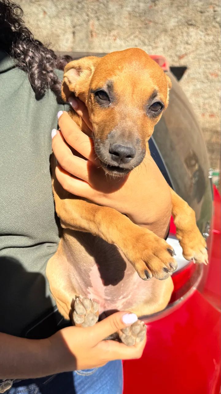 Adoção de Cachorro  - Foto 2