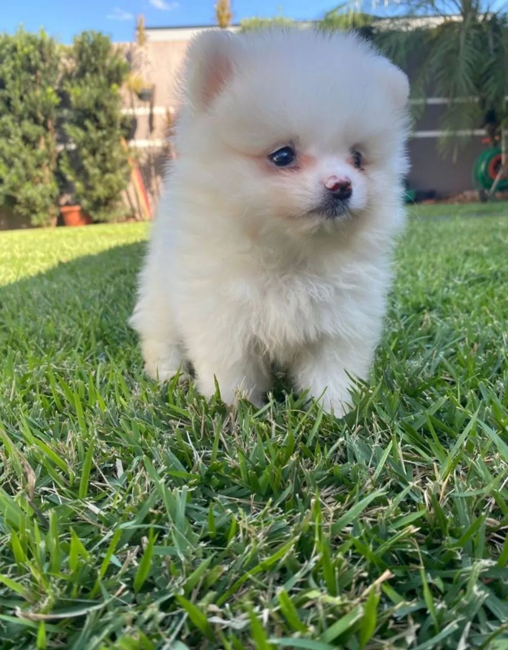 Spitz alemão branquinho  - Foto 3