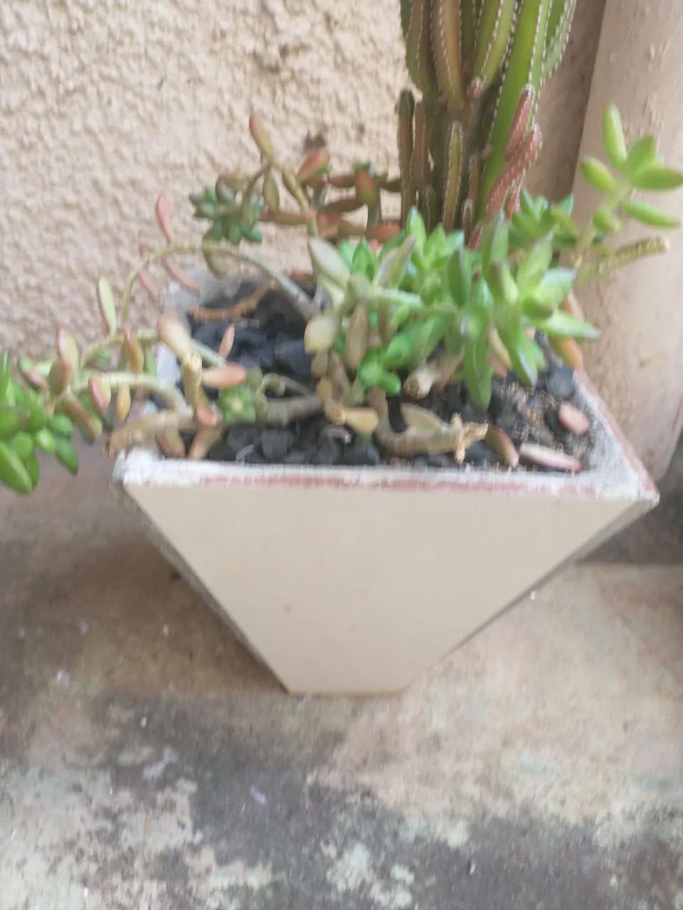 Vaso de cerâmica com planta cacto e suculenta  - Foto 4