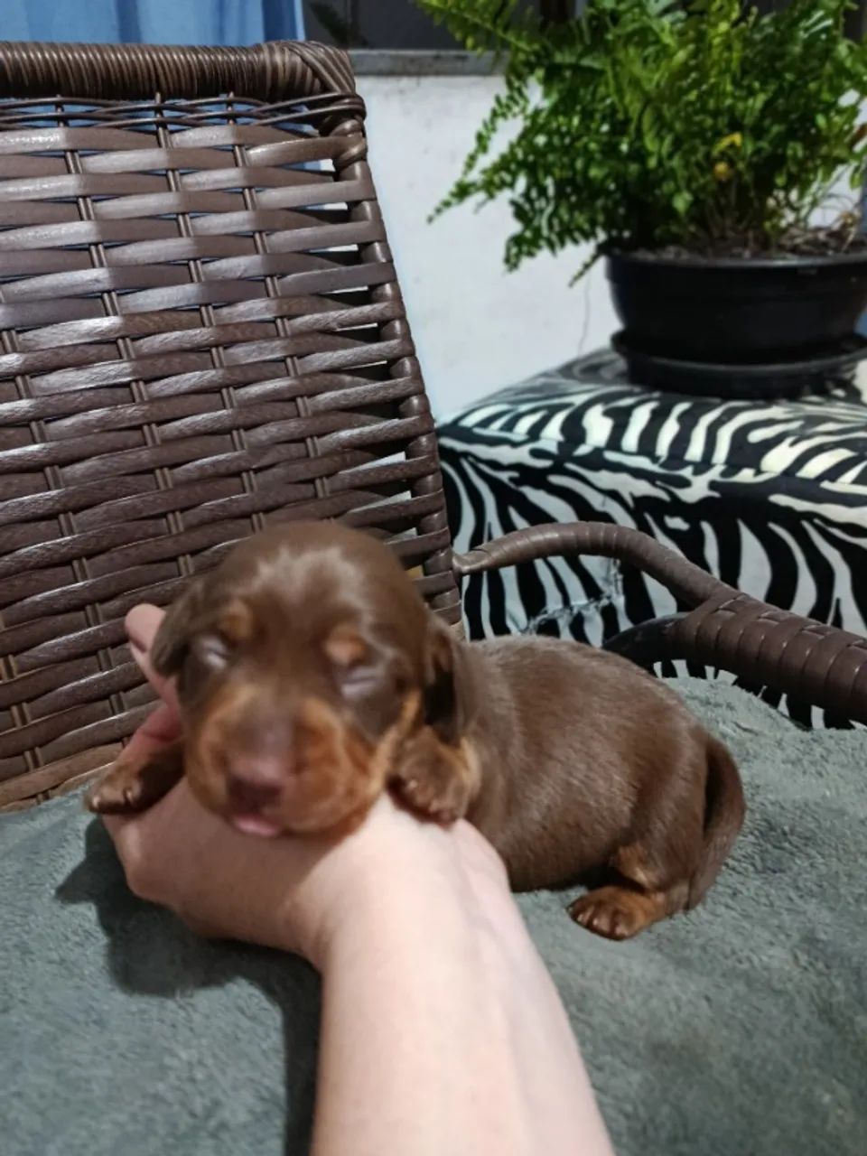Filhote de daschunds  - Foto 5