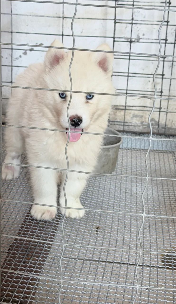 Cachorro  - Foto 2