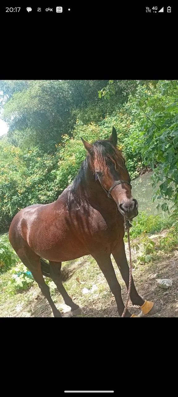 Cavalo 