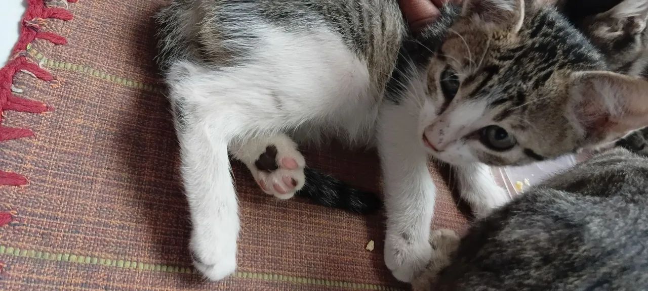 Gatos - Foto 4