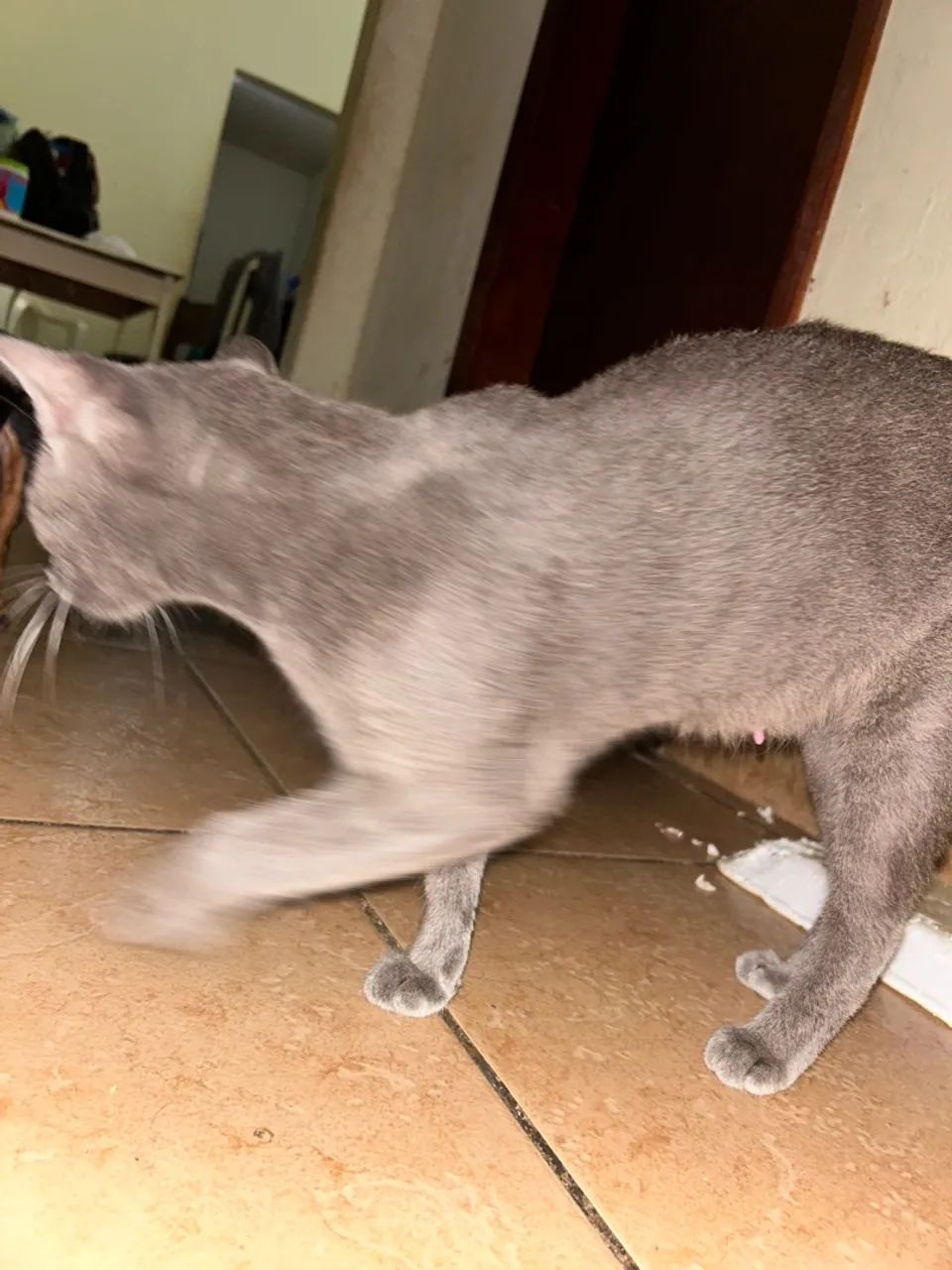 Doando gato - Foto 3