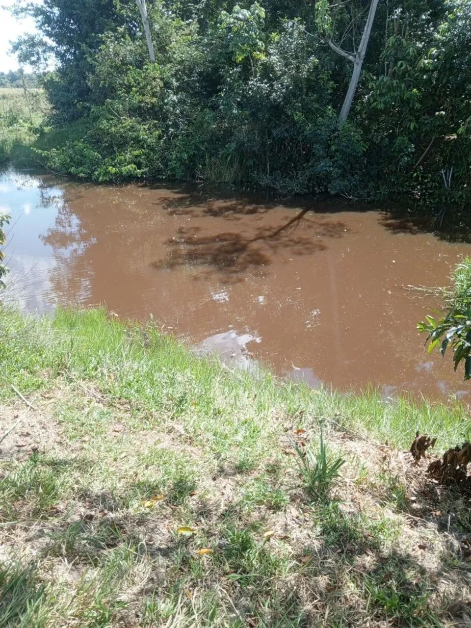 Excelente SITIO a venda seringueiras. - Foto 4