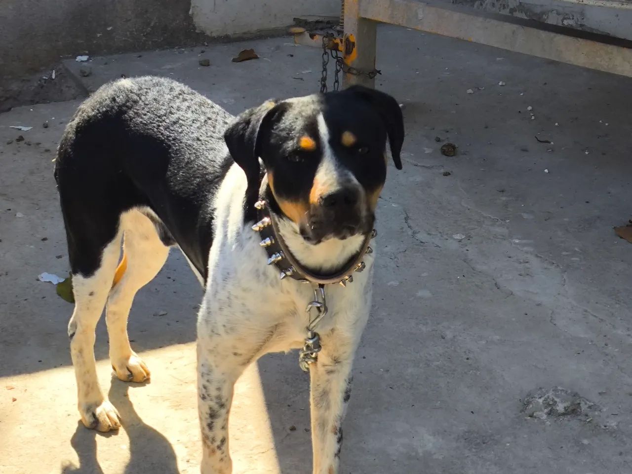 Doa-se Cão Bravo - Foto 4