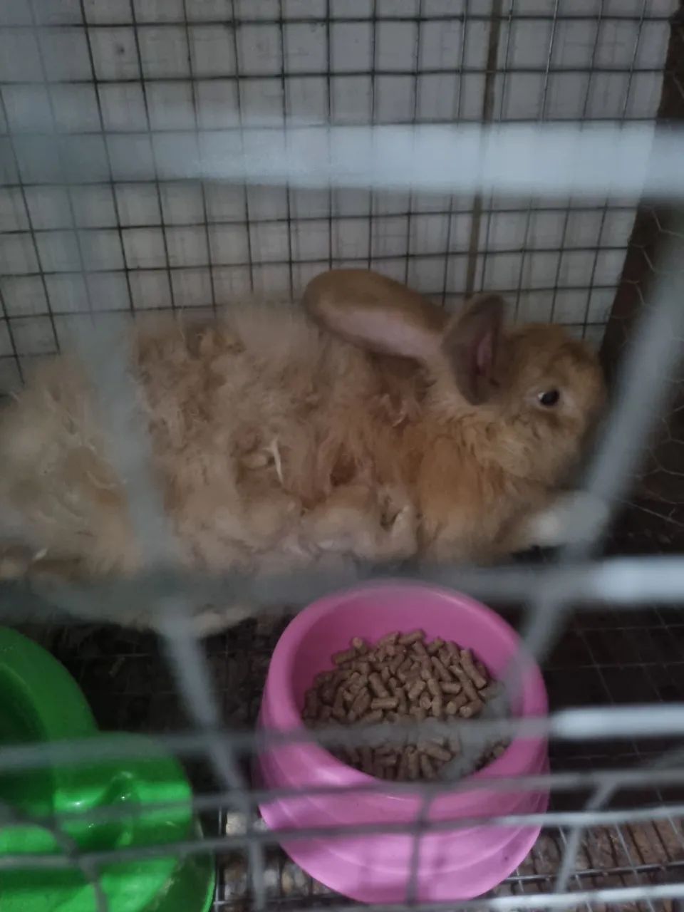 Coelhos macho adulto - Foto 4