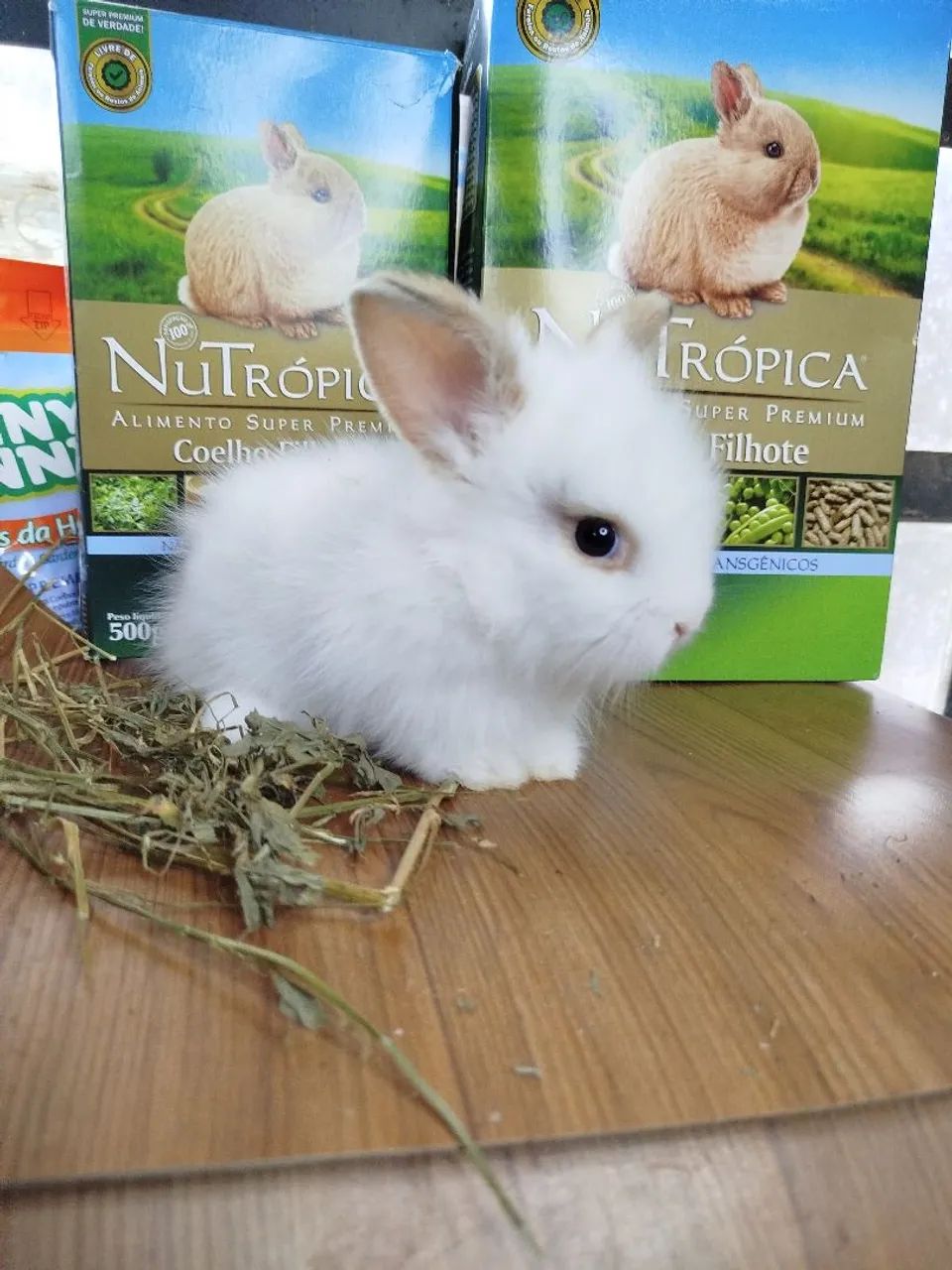 Mini Coelho Variadas Raças e VALORES  - Foto 2