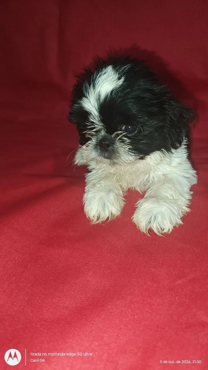 Shihtzu FÊMEA  - Foto 2