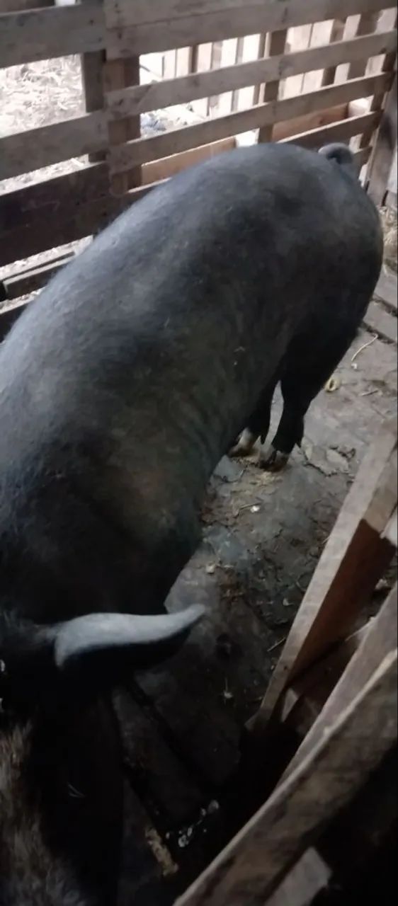 PORCO CAIPIRA  - Foto 2