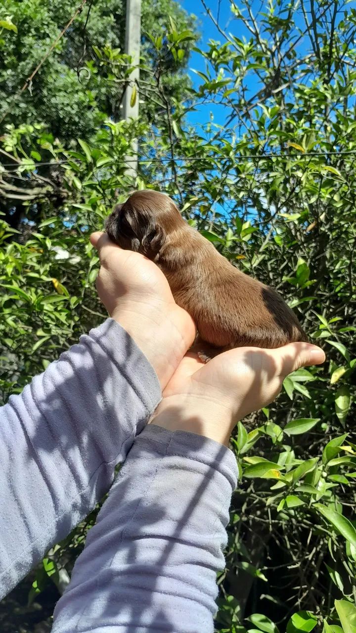 Shihtzu  - Foto 2