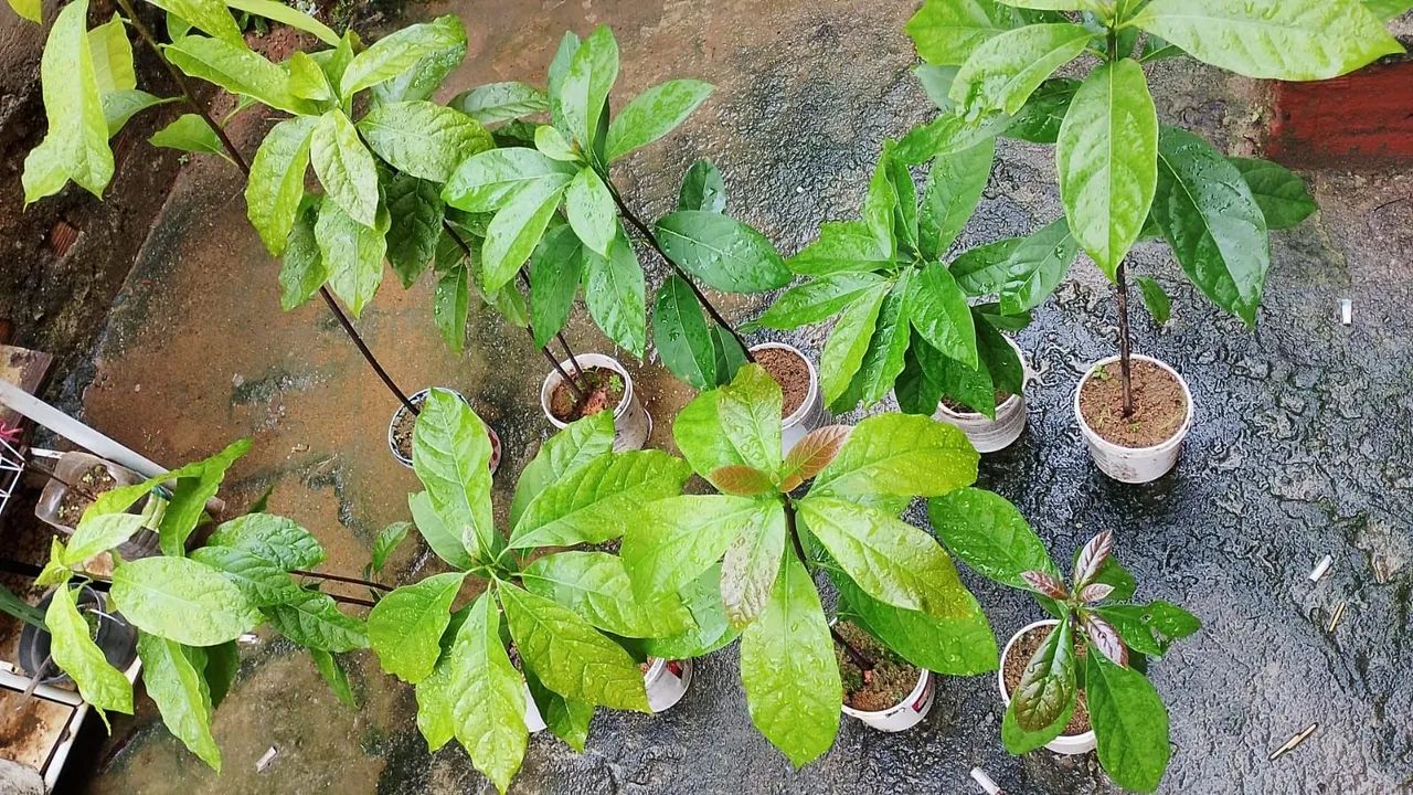 DOAÇÃO MUDAS ABACATE - Foto 3