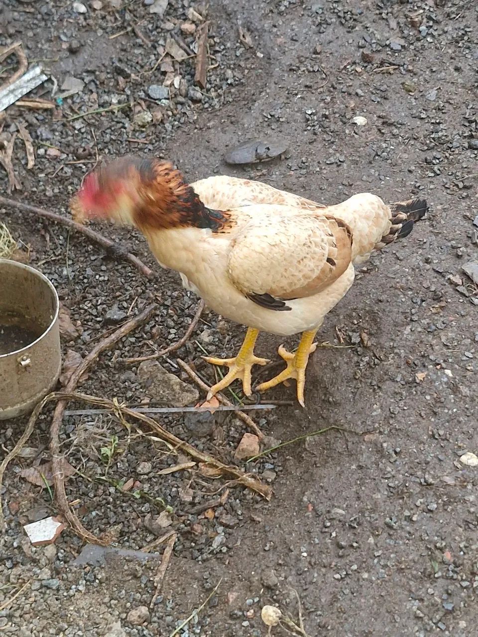 Galinha Inglesa - Foto 2