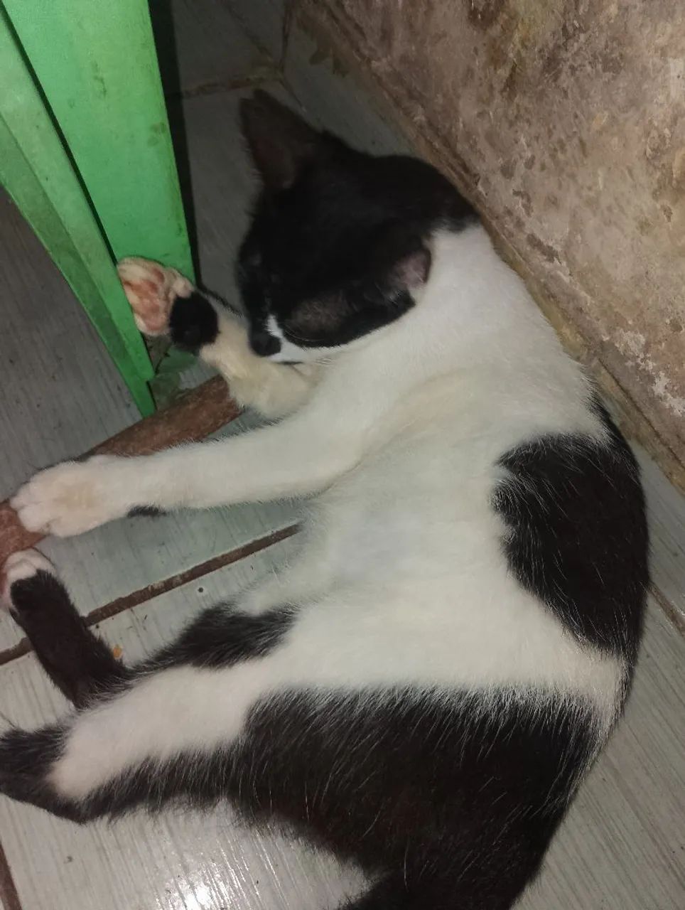 Doação de gato - Foto 3