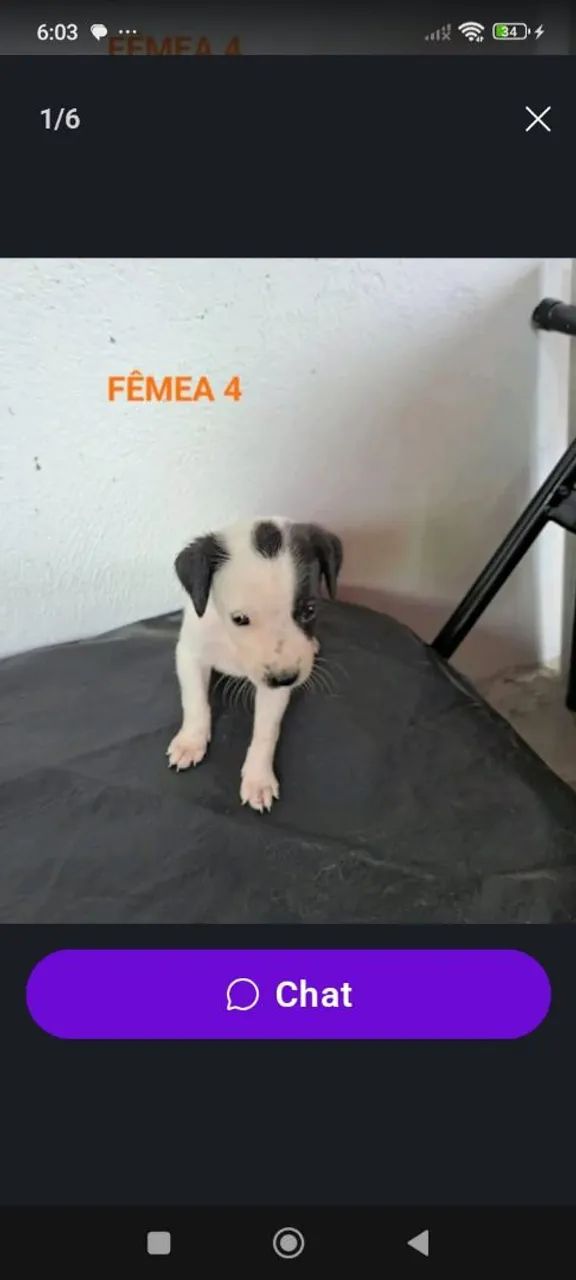 Cães Para Adoção 