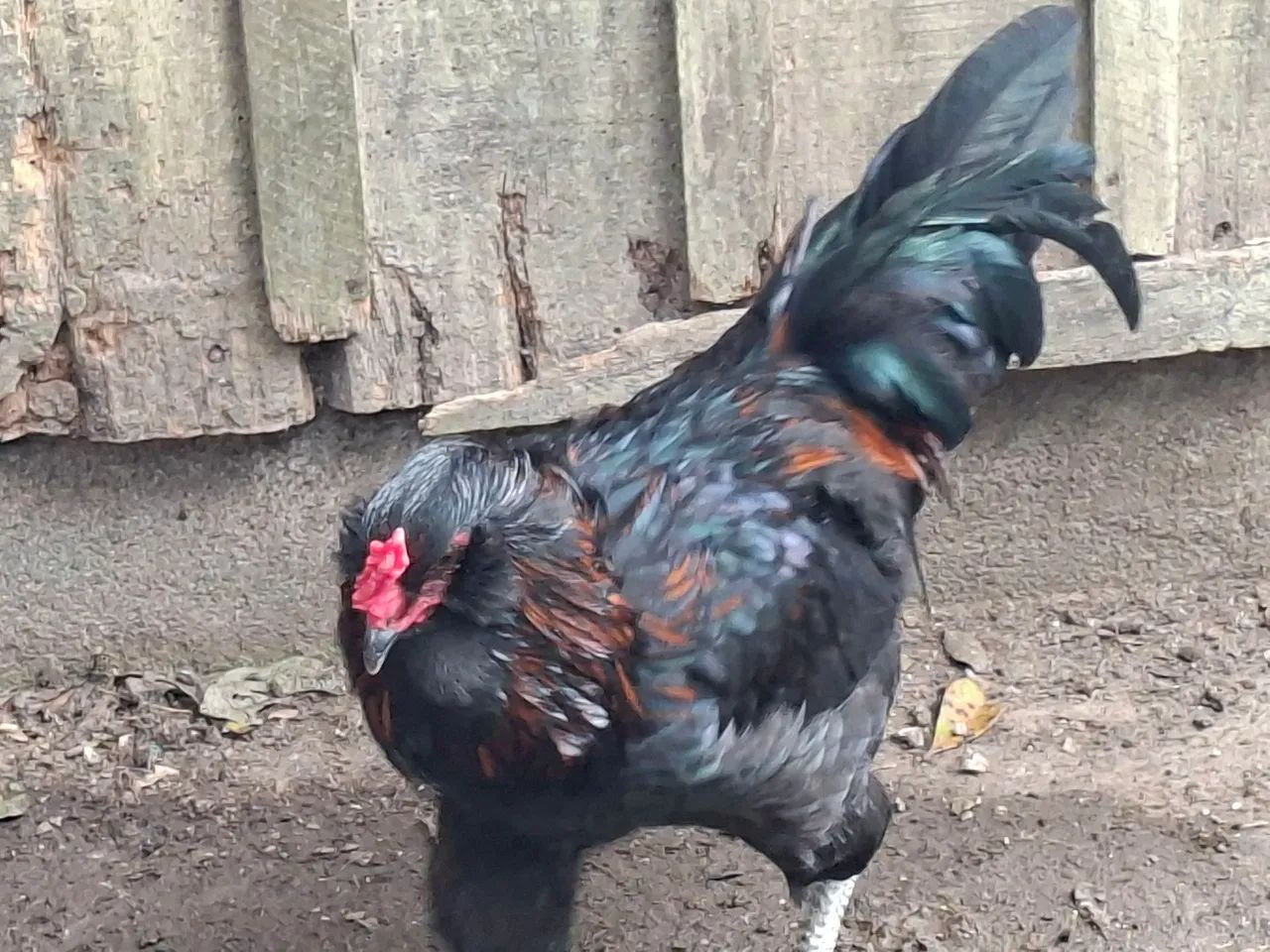 Frango Ameraucana  - Foto 3