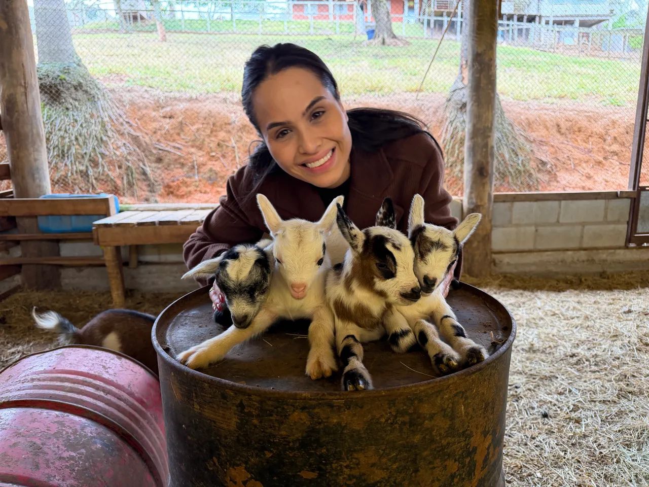 Mini cabras - Foto 2