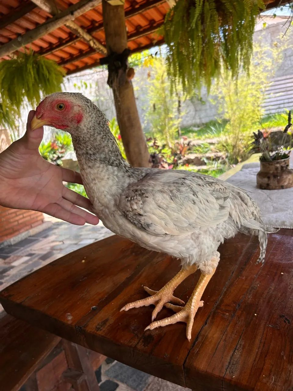 Frango caipira  - Foto 2