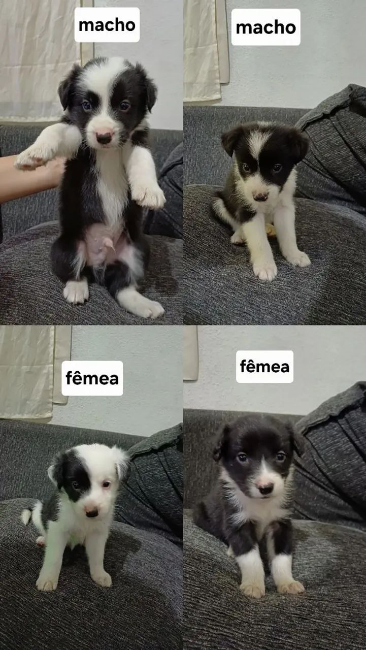 Filhotes de border collie 