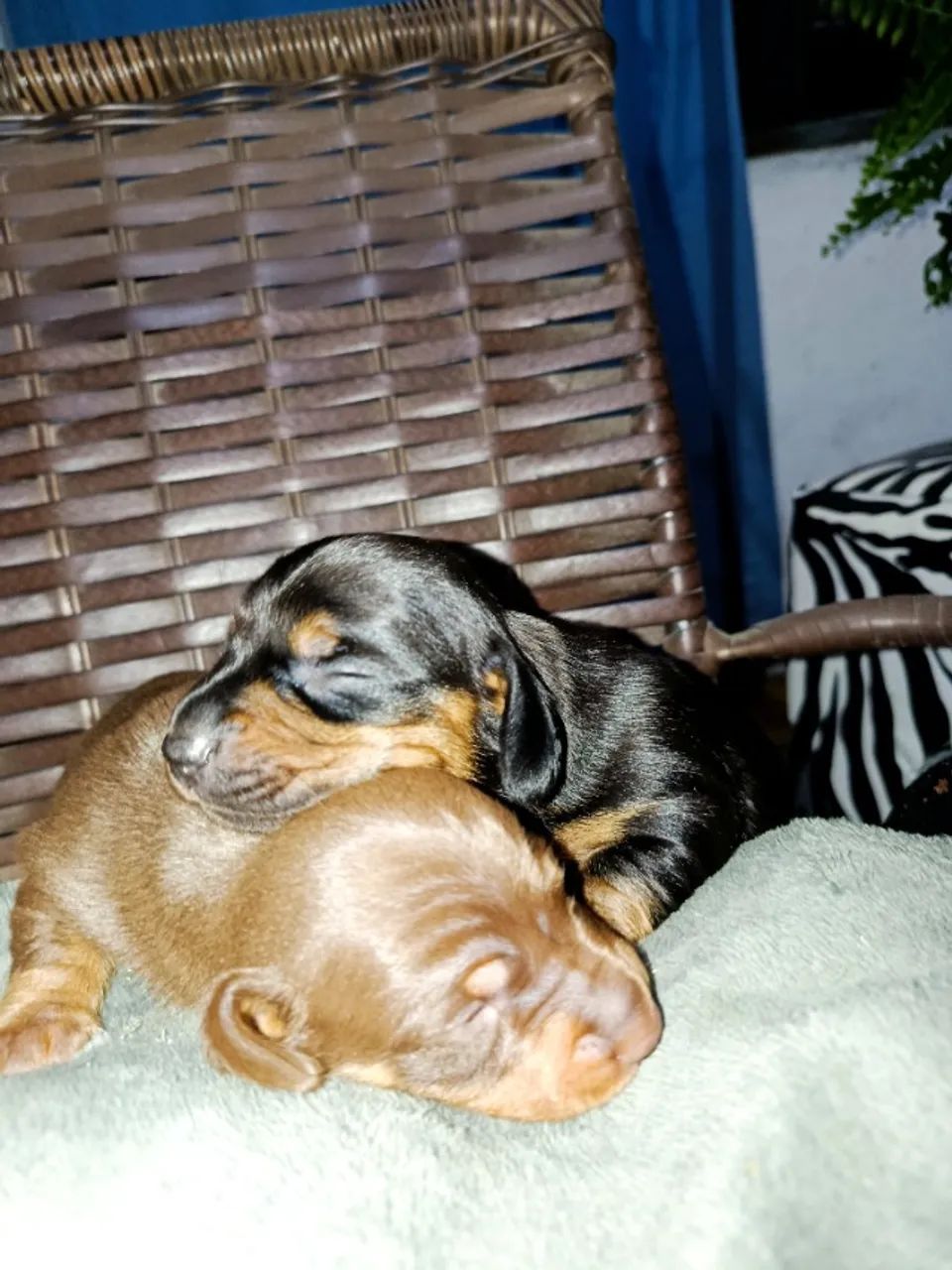 Filhote de daschunds  - Foto 4
