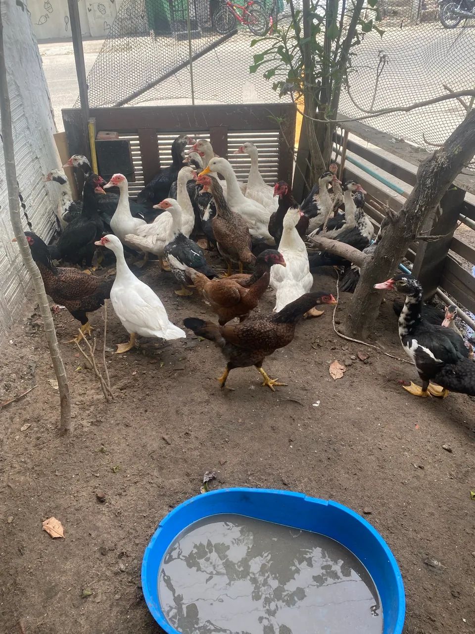 Patos e galinha