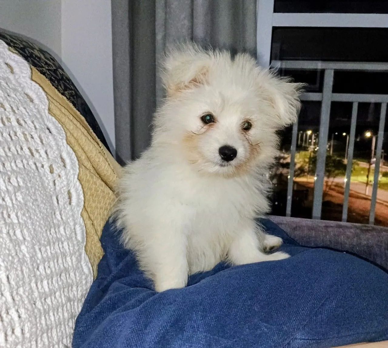 Filhote de maltês com Spitz  - Foto 3
