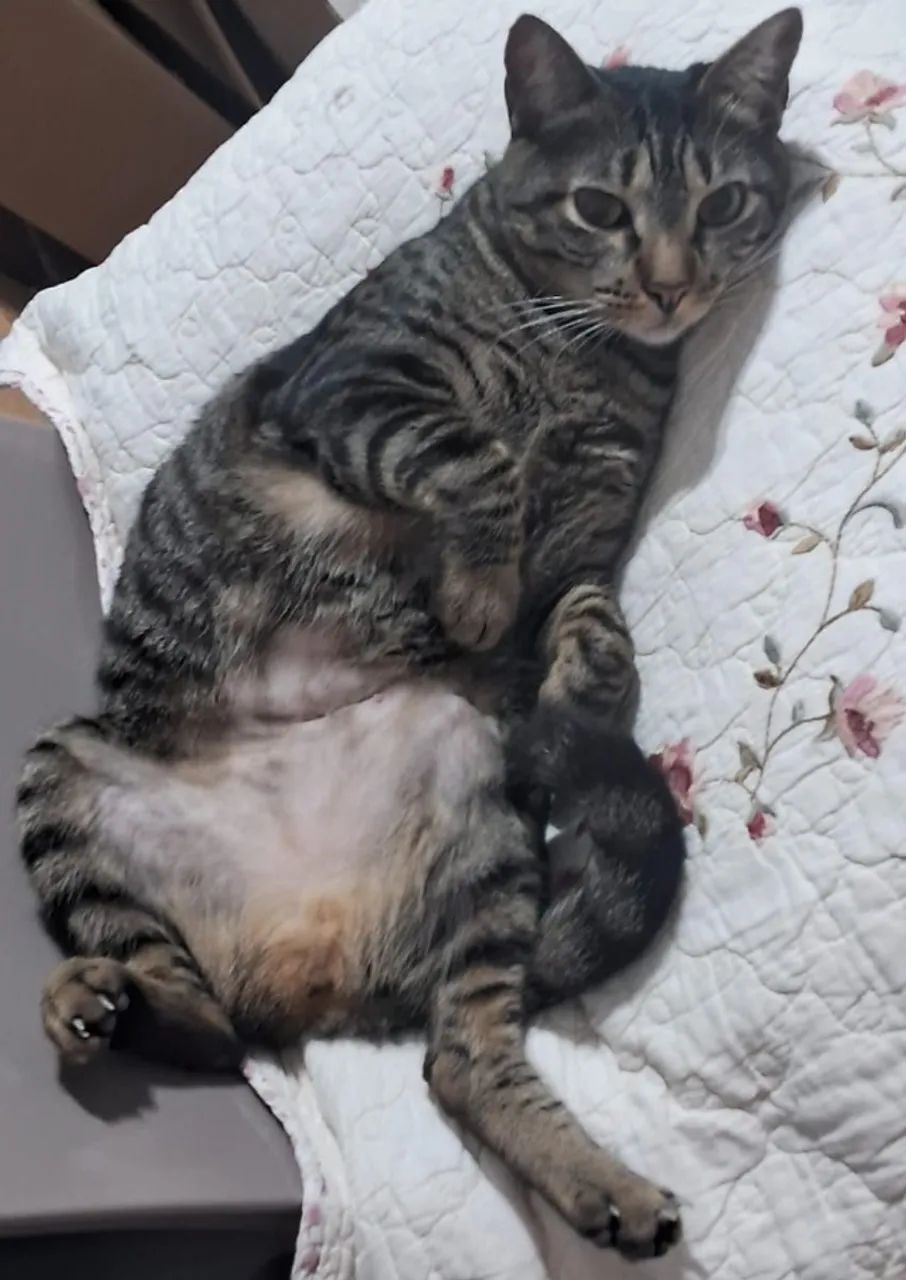 Gata tigrada para adoção  - Foto 4