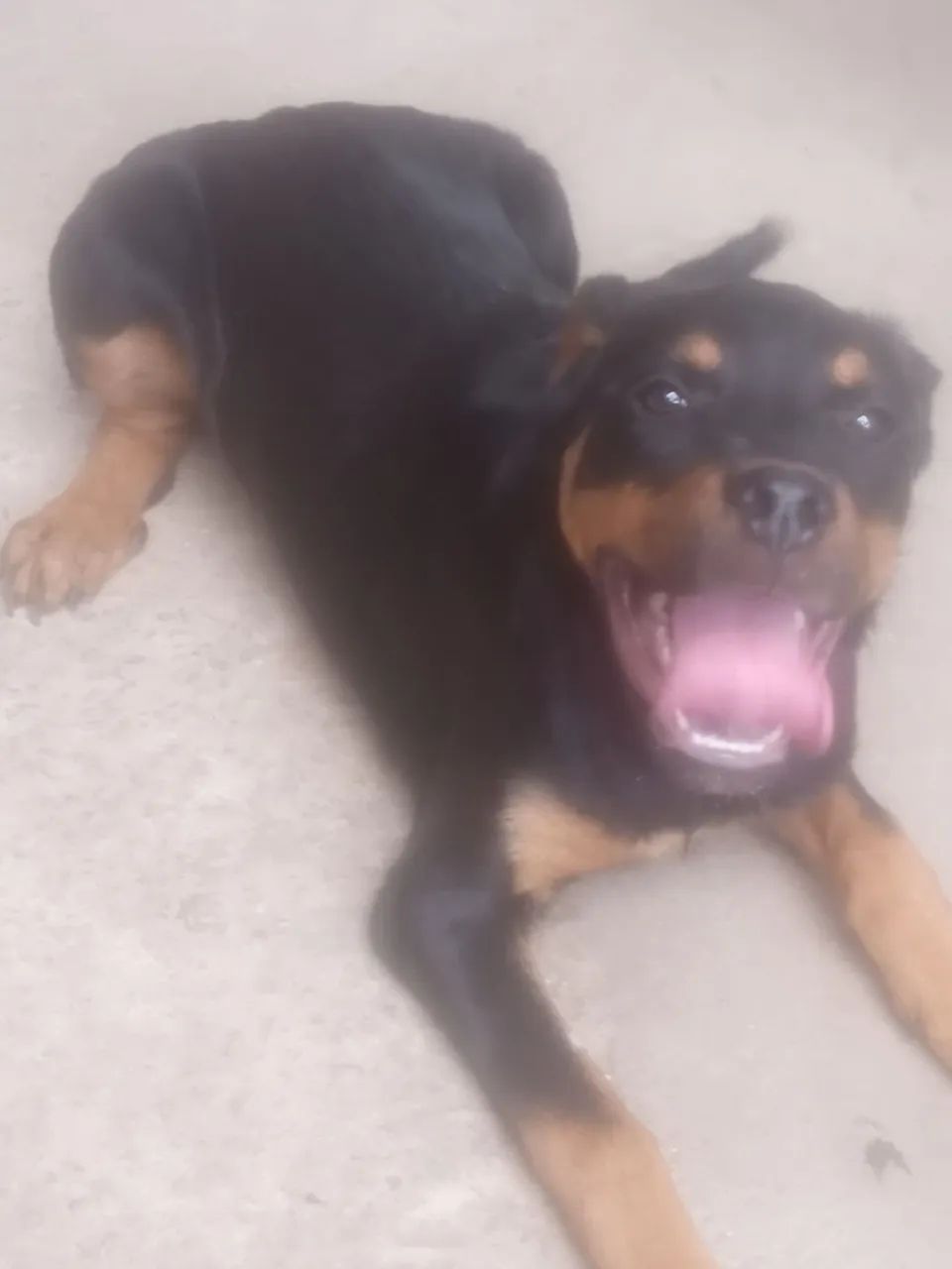 Rottweiler macho  - Foto 3