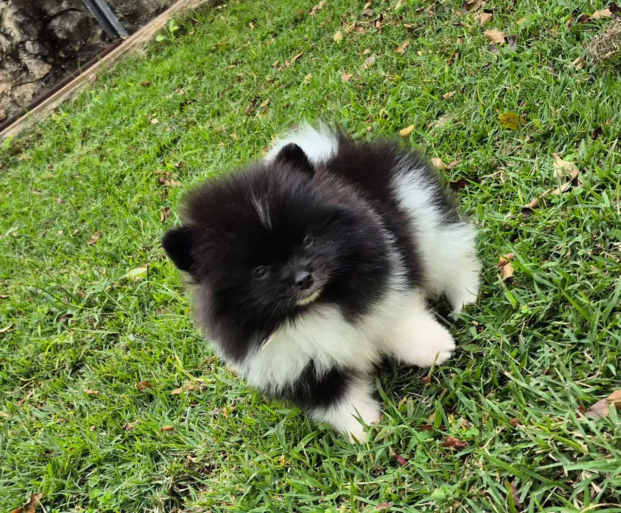 Spitz alemão macho com pedigree e parcelamento sem juros - Foto 3