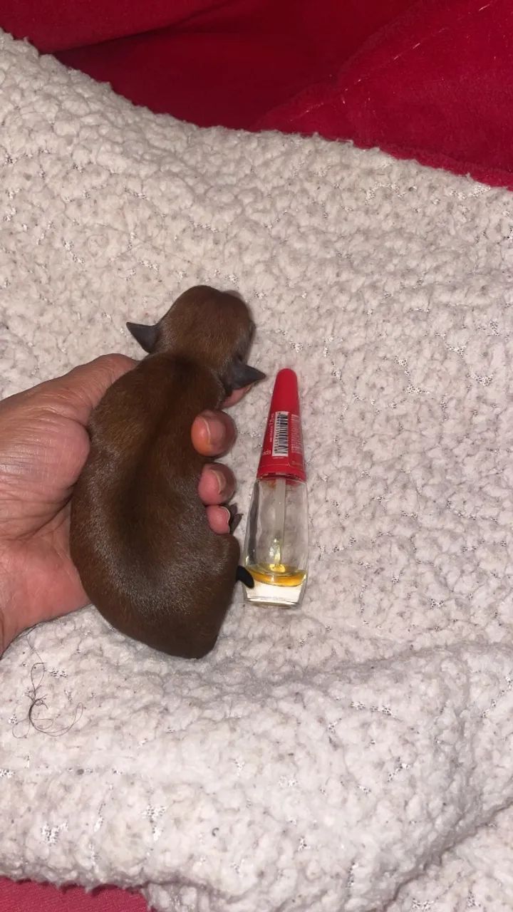    Filhotes Pinscher zero  - Foto 4