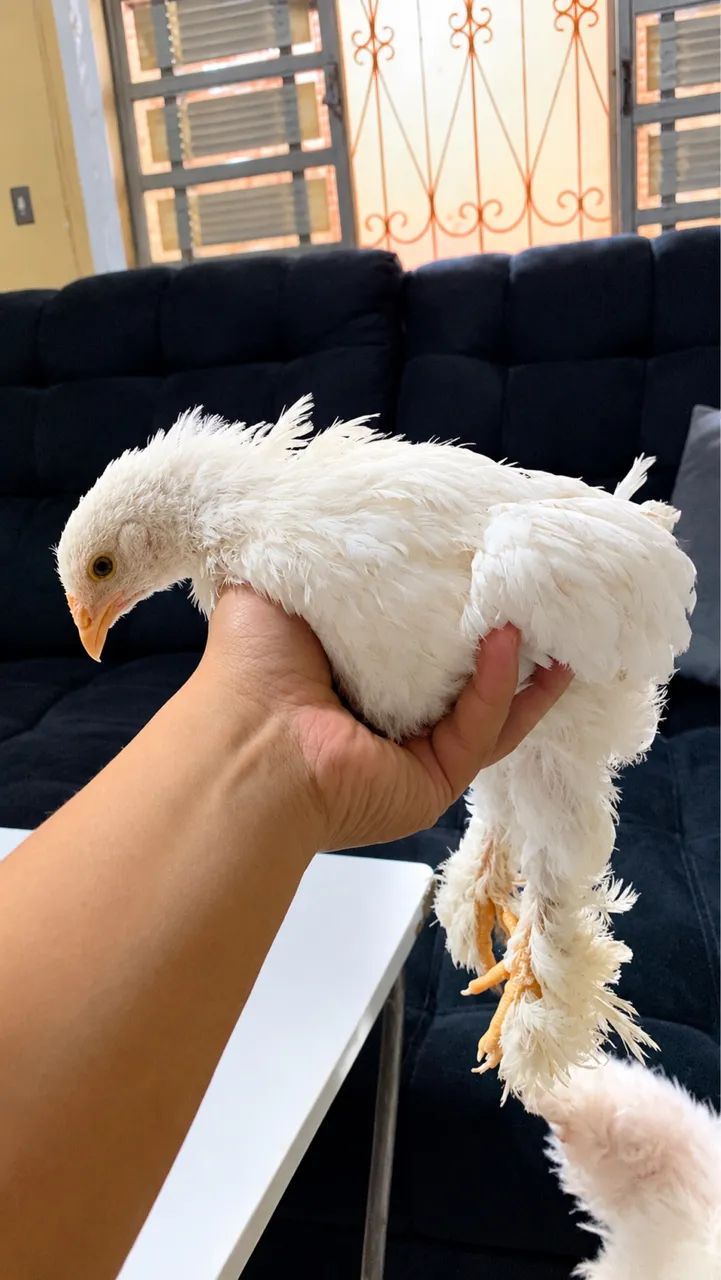 Pintinho Brahma - Foto 2