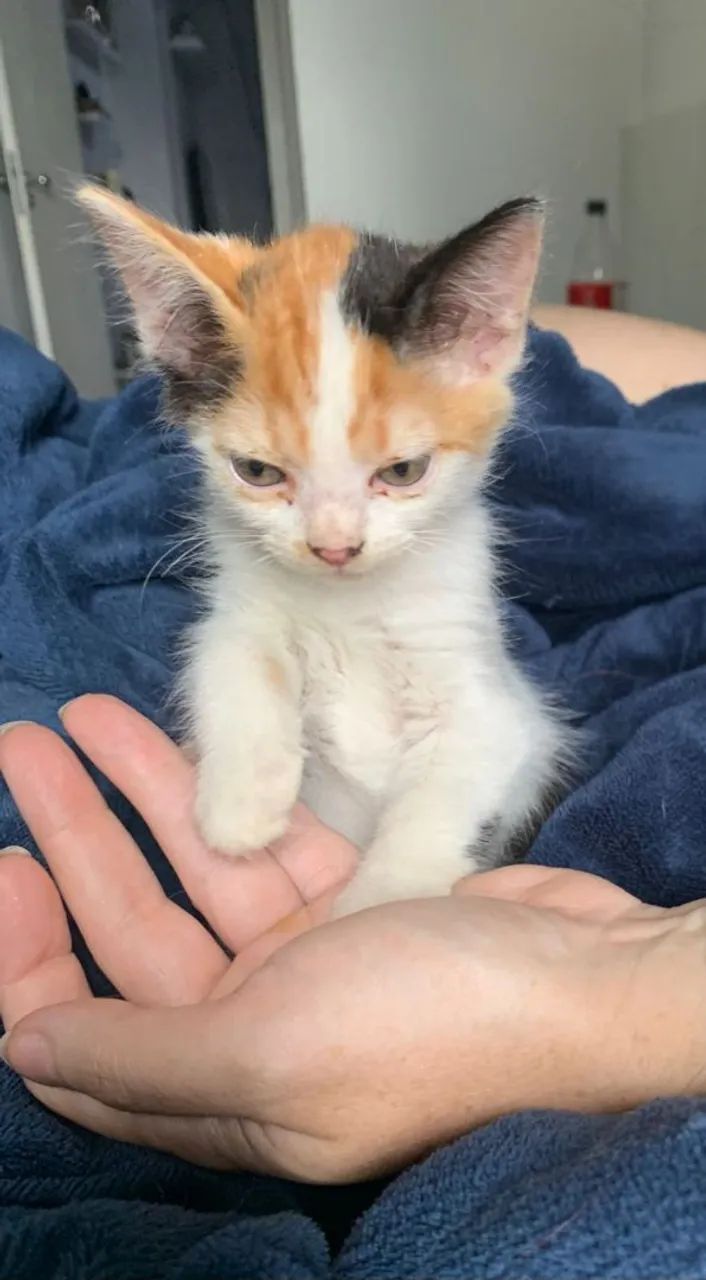 Doação de gatinhos filhotes - Foto 3