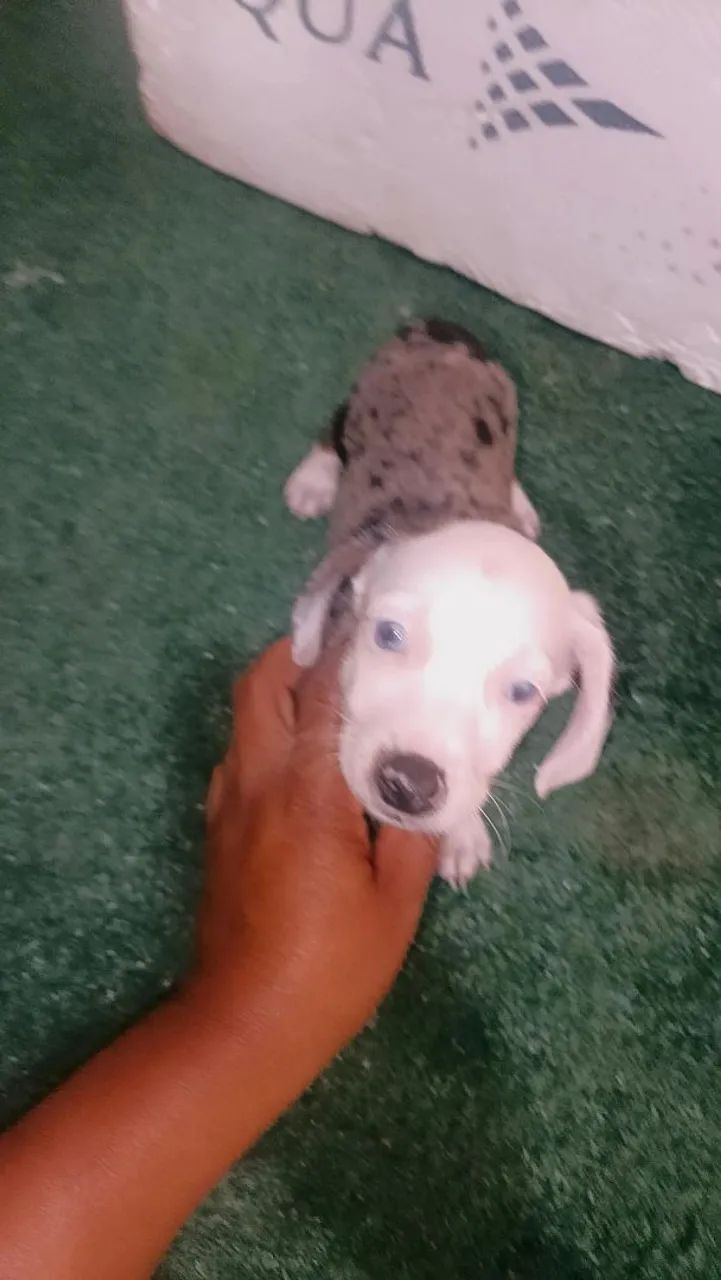 Venda de cachorro  - Foto 4