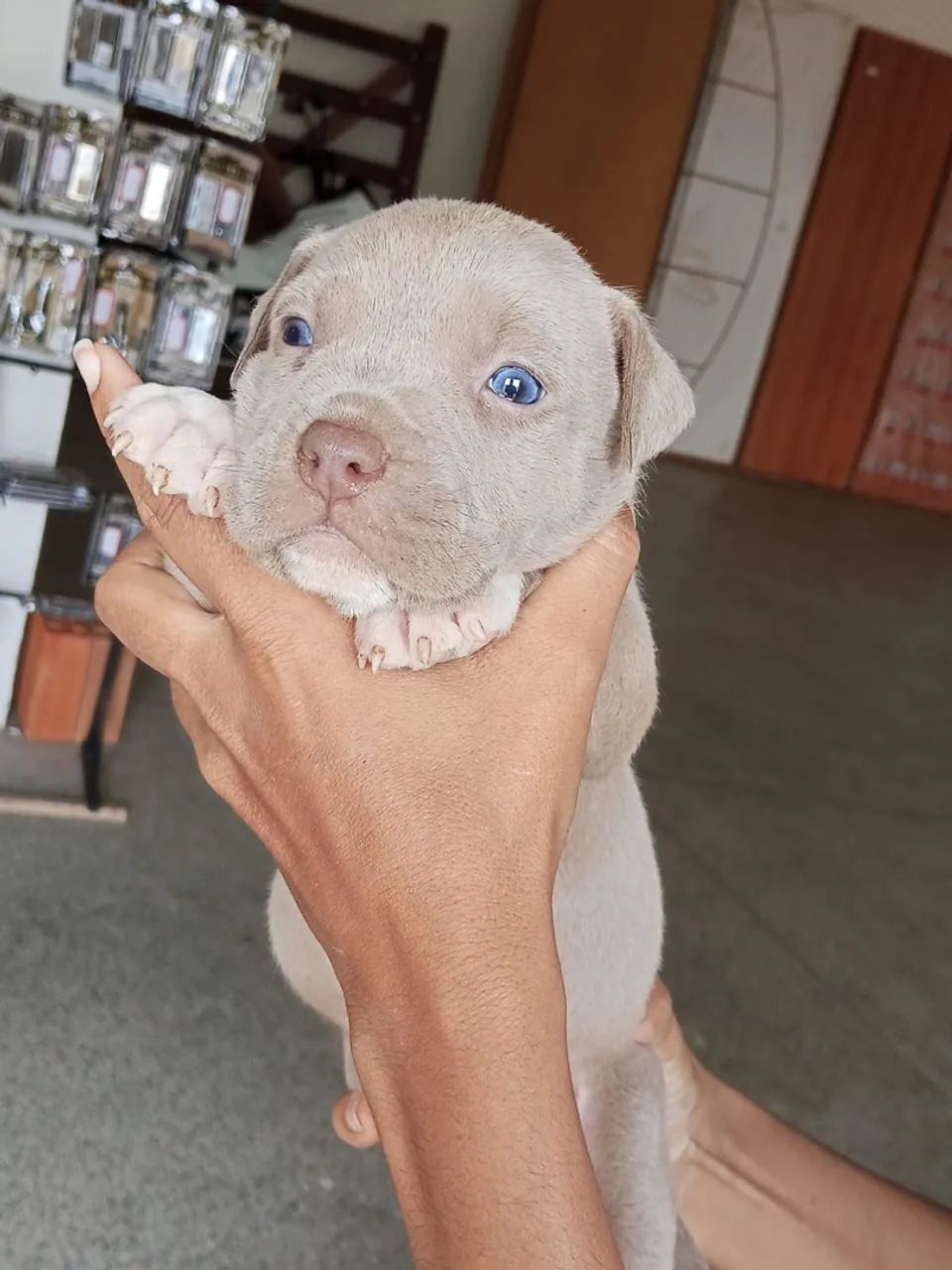 Filhotes de american bully 