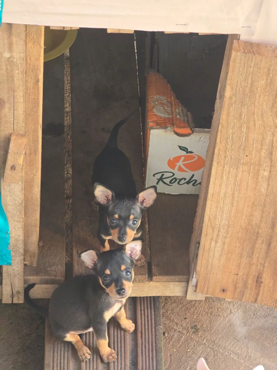 Pinscher macho número 1