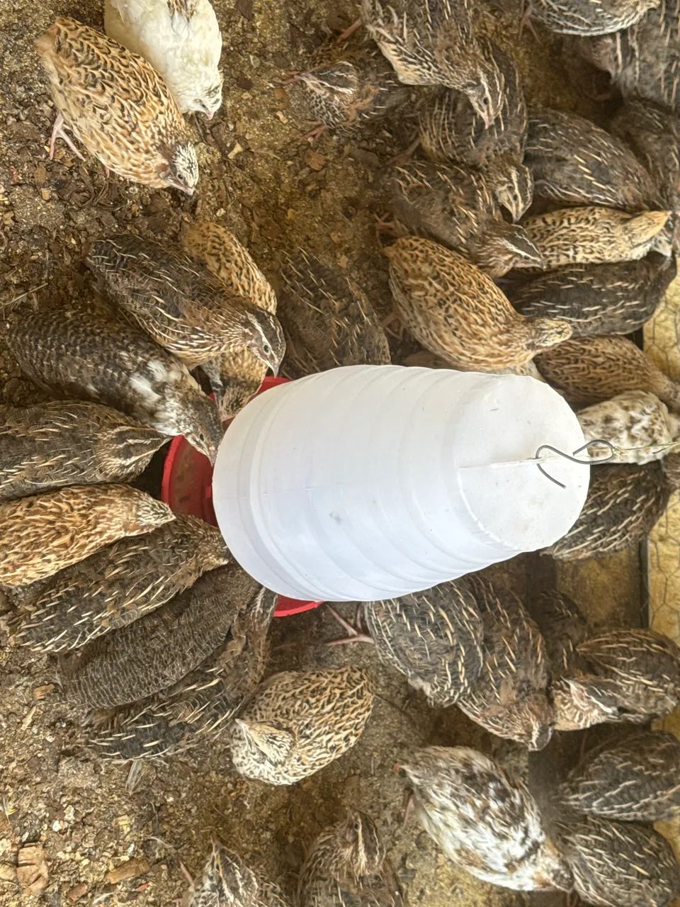 Codorna Gigante