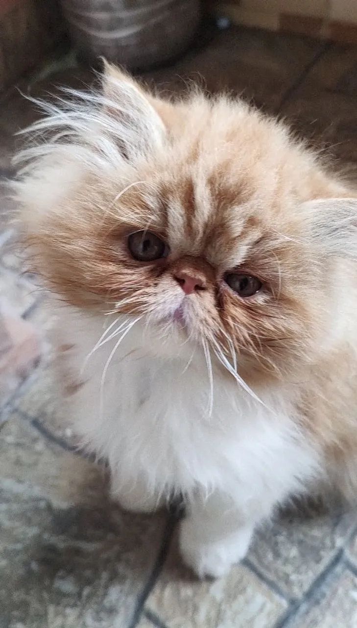 gato persa
